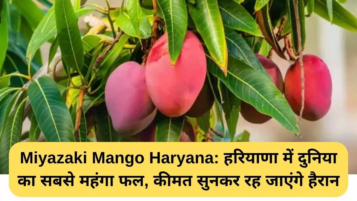 हरियाणा में मियाजाकी आम: दुनिया का सबसे महंगा फल