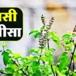 कार्तिक माह में तुलसी चालीसा का महत्व और पाठ विधि