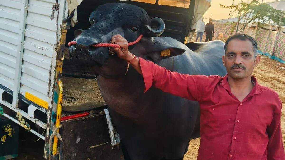 पुष्कर मेले में हरियाणा का मुर्रा झोटा कुबेर बना सुपरस्टार