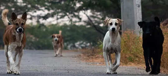 करनाल में आवारा कुत्तों के हमले से बच्चा घायल