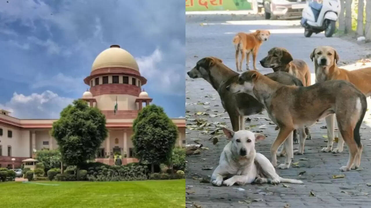 सुप्रीम कोर्ट का कड़ा आदेश: आवारा कुत्तों के हमलों पर लगाम लगाने की जरूरत