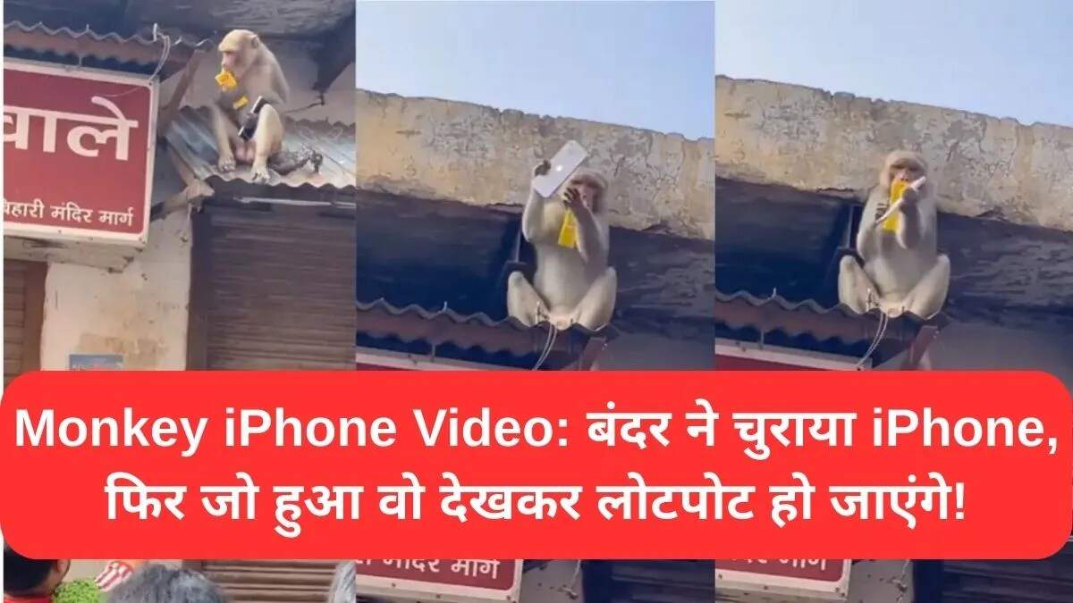 शरारती बंदर का iPhone चुराने वाला मजेदार वीडियो वायरल