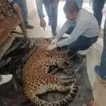 पानीपत में नर तेंदुए की सड़क दुर्घटना में मौत