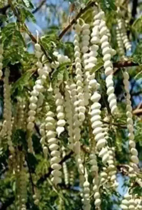 बबूल के फायदे: गंभीर रोगों का समाधान