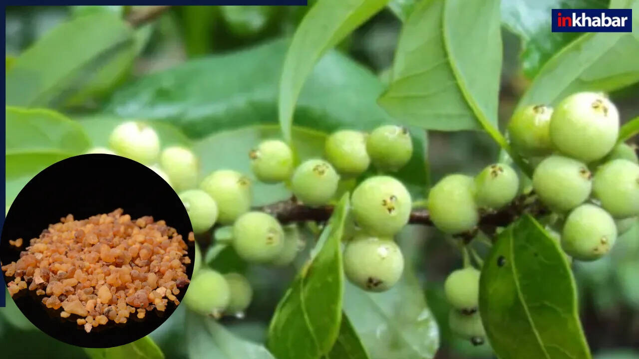 गुग्गुल: आयुर्वेद का एक अद्भुत औषधि जो स्वास्थ्य को बनाए रखता है