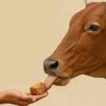 पौष माह में गाय को गुड़ खिलाने के लाभ और महत्व