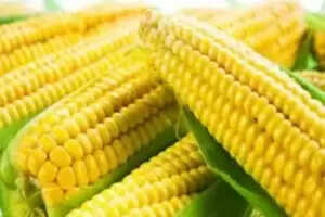 भुट्टे के अद्भुत स्वास्थ्य लाभ: जानें कैसे करें इसका उपयोग