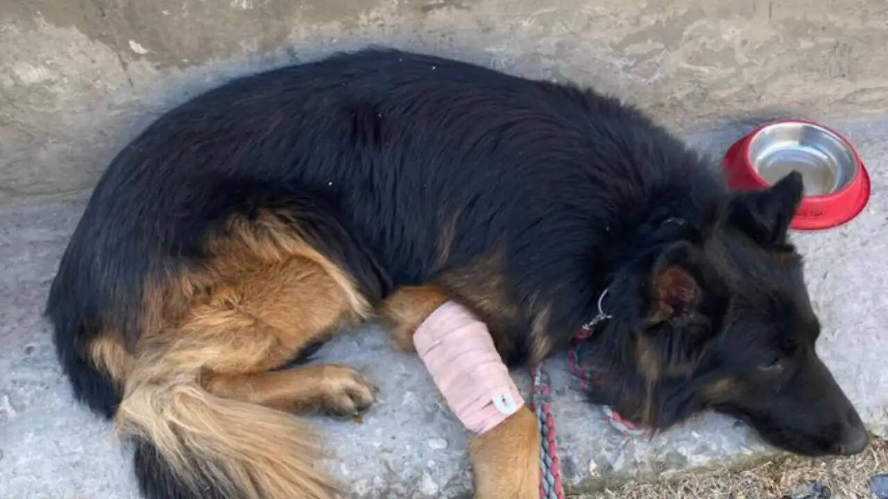 जम्मू-कश्मीर में सुरक्षाबलों ने जैश-ए-मोहम्मद के तीन आतंकियों को ढेर किया