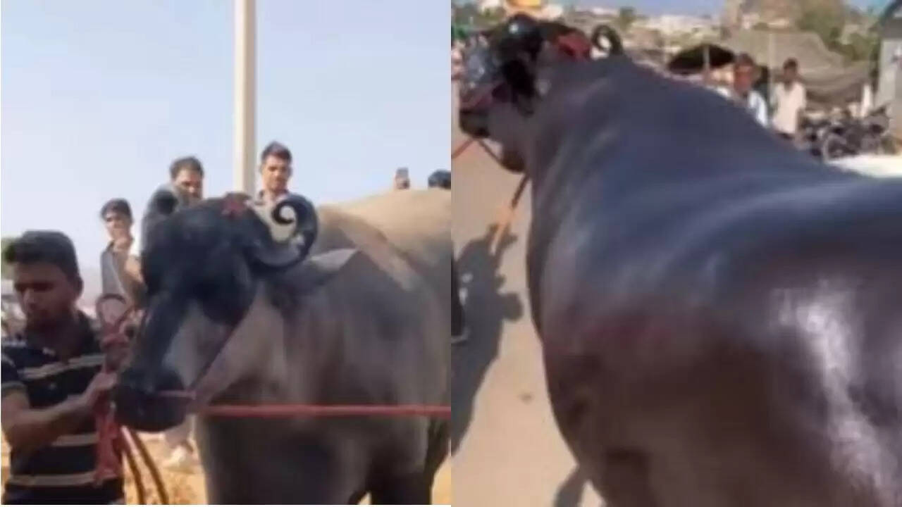 पुष्कर मेले में हरियाणा का अनमोल भैंसा बना आकर्षण का केंद्र