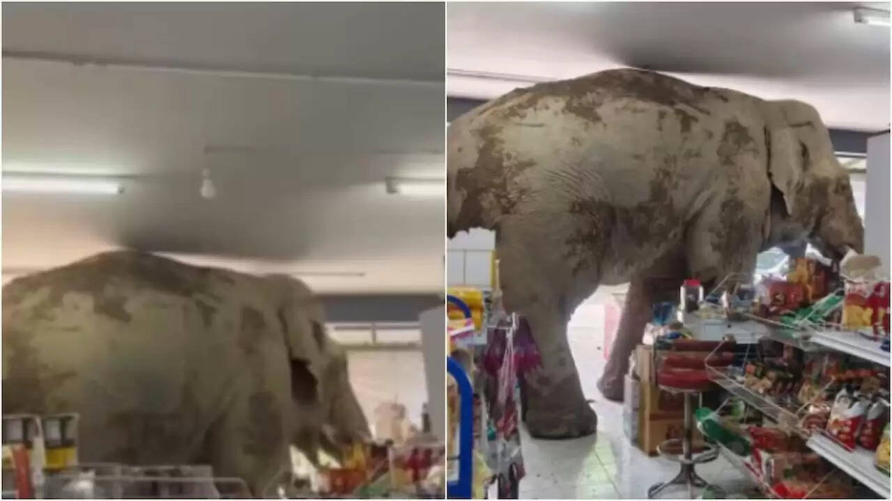 थाईलैंड में हाथी का अनोखा कारनामा: दुकान में घुसकर चावल और स्नैक्स चुराए