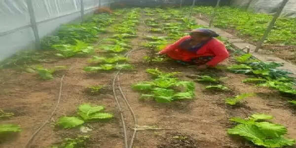 सूक्ष्म सिंचाई तकनीक से महिला कृषक बनी आत्मनिर्भर