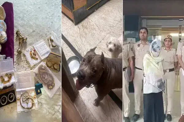दिल्ली में शातिर नौकरानी ने बनाया 'डॉग फोर्ट्रेस', 2 किलो सोना छिपाने के लिए पाले 15 खतरनाक कुत्ते