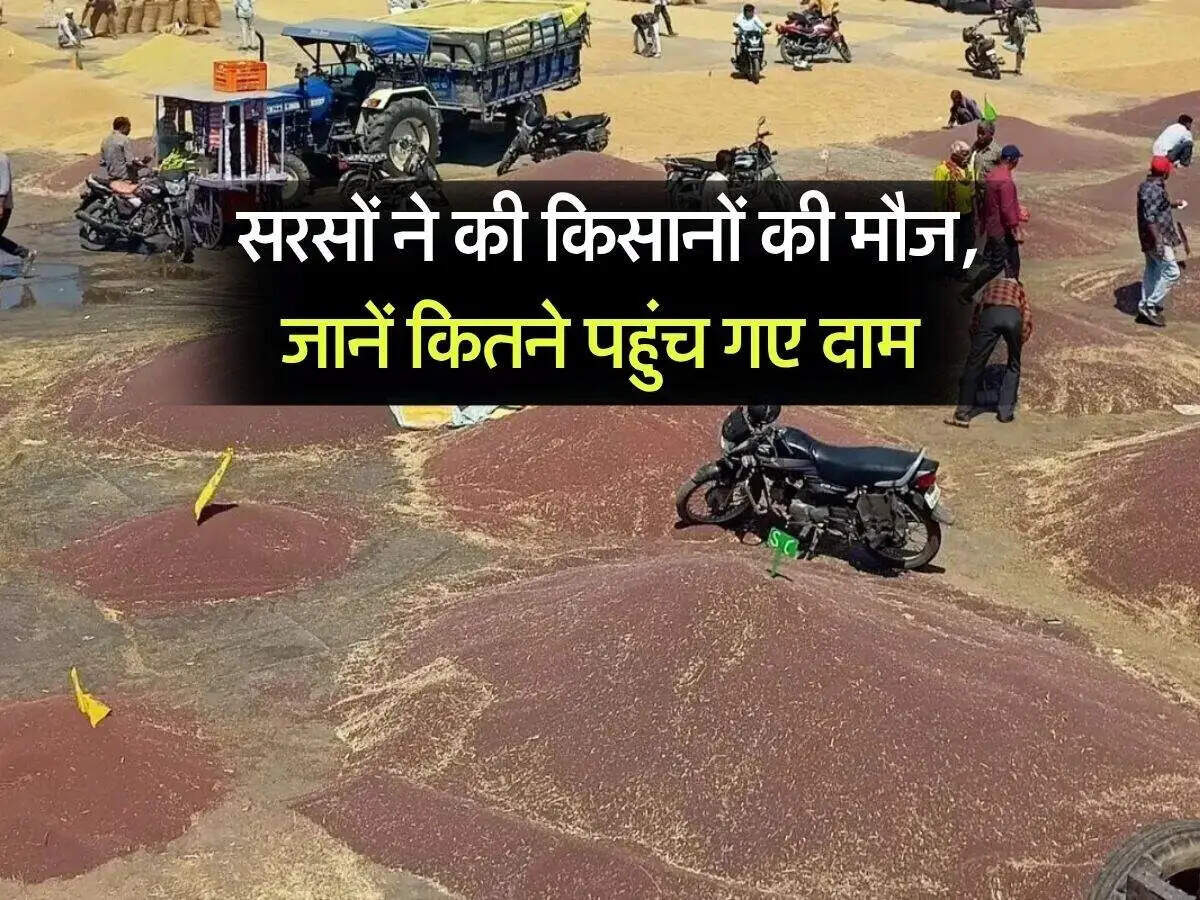 भीलवाड़ा मंडी में फसलों के भाव में उतार-चढ़ाव, ईद के चलते बंद रहेगी मंडी