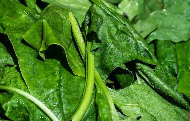 पालक के अद्भुत स्वास्थ्य लाभ: जानें इसके फायदे और उपयोग