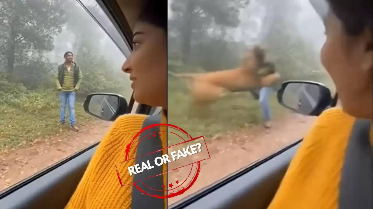 जंगल में बाघ के हमले का वायरल वीडियो: असली या नकली?