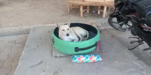 बागपत कलेक्ट्रेट बना पक्षियों और कुत्तों का आशियाना, वेस्ट टू वंडर प्लान ने दी नई दिशा