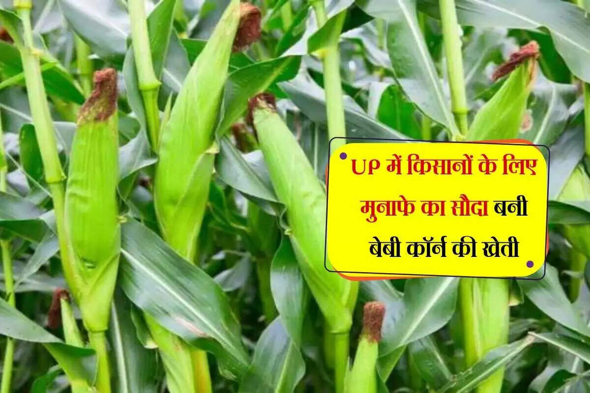 किसानों की नई दिशा: मुनाफे वाली फसलों की ओर बढ़ता रुझान