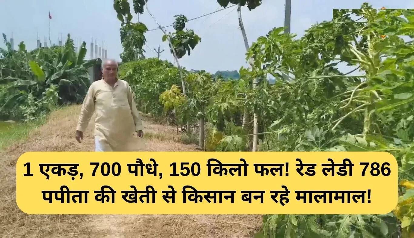 रेड लेडी 786 पपीता: किसानों के लिए मुनाफे का नया स्रोत