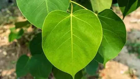 पीपल के पेड़ के स्वास्थ्य लाभ: आयुर्वेदिक उपचार