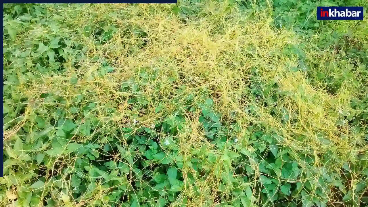 अमरबेल: स्वास्थ्य के लिए एक अनमोल औषधि