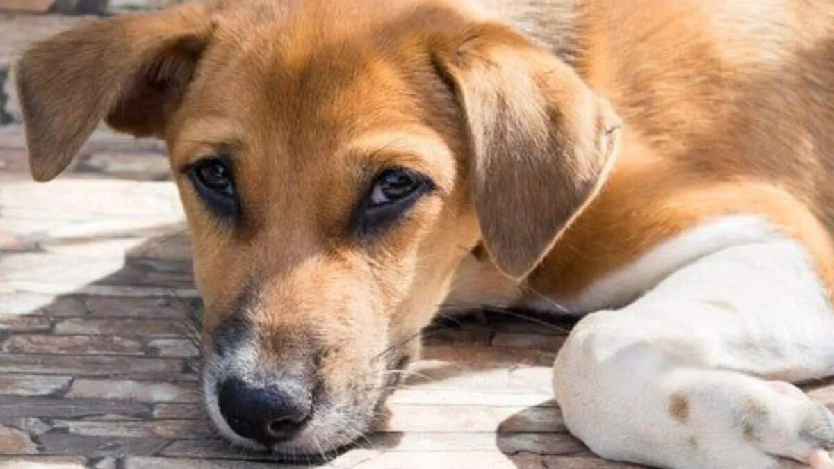 यमुनानगर में कुत्तों की नसबंदी और टीकाकरण का कार्य शुरू होगा