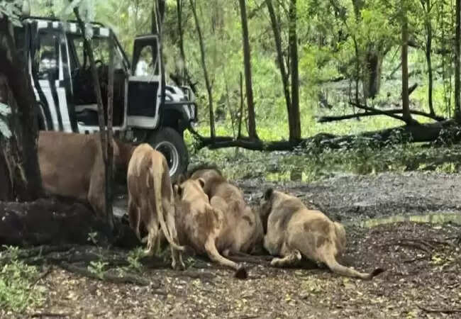 बैंकॉक सफारी वर्ल्ड जू में शेर के हमले से कर्मचारी की मौत