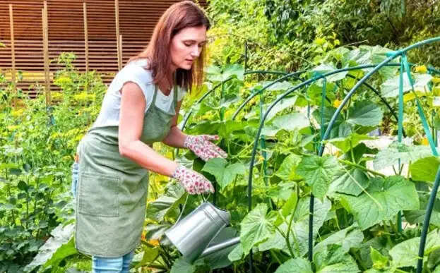 बागवानी के लिए देसी उपाय: पौधों को हरा-भरा रखने के सरल तरीके