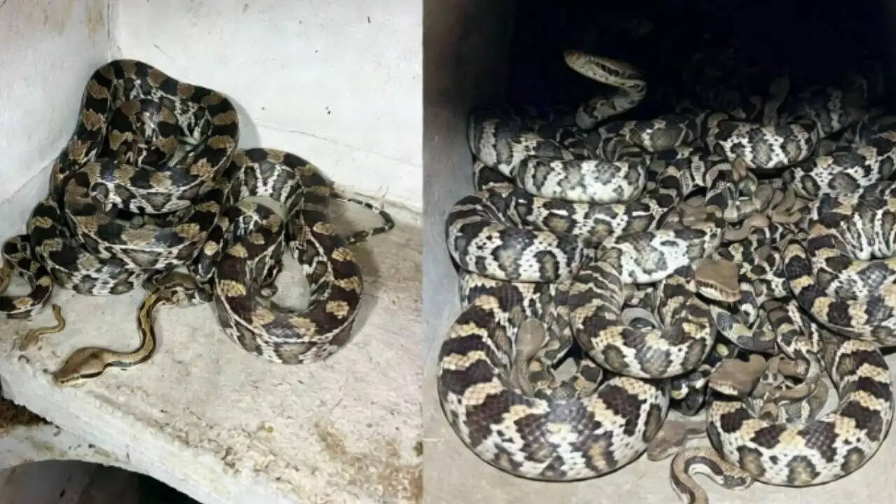 उदयपुर में 23 जहरीले रसल वाइपर का अनोखा रेस्क्यू