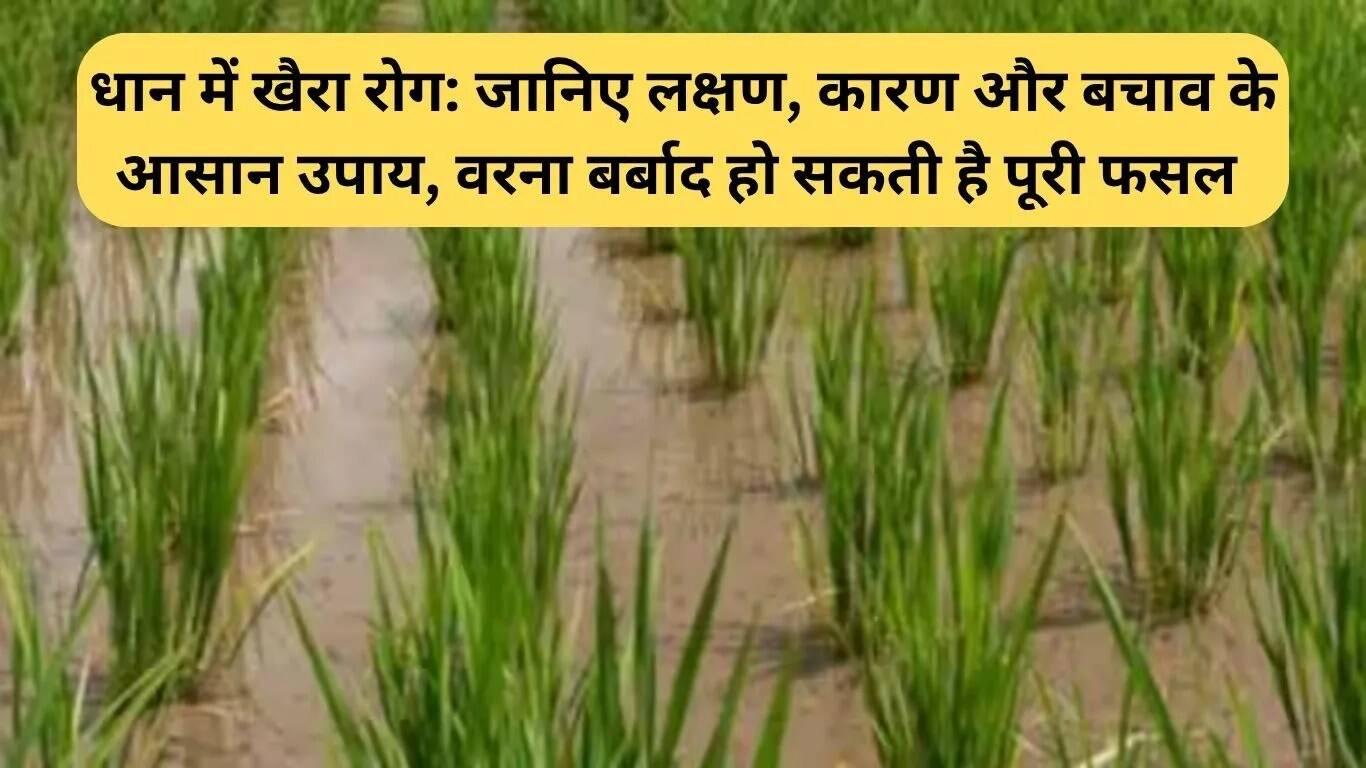 धान की फसल में खैरा रोग: लक्षण, कारण और बचाव के उपाय