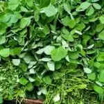 सर्दियों में मेथी का साग: स्वास्थ्य के लिए अद्भुत लाभ