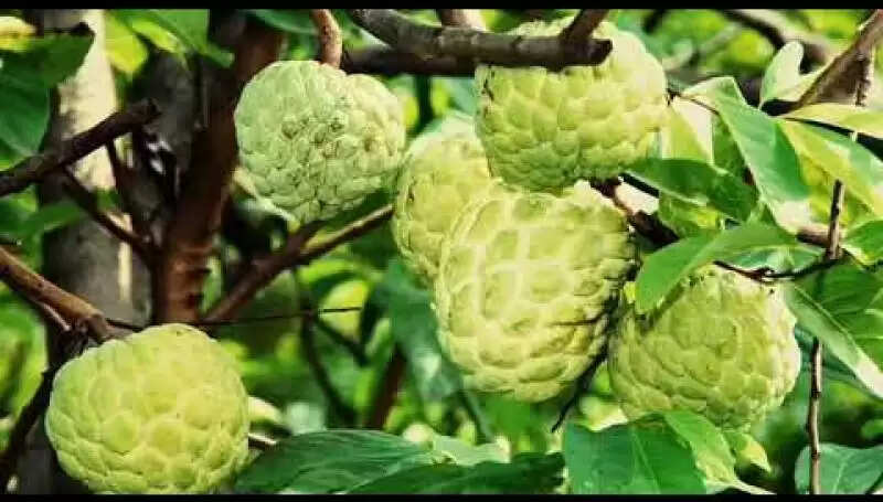 सीताफल: स्वास्थ्य के लिए लाभकारी गुणों का खजाना