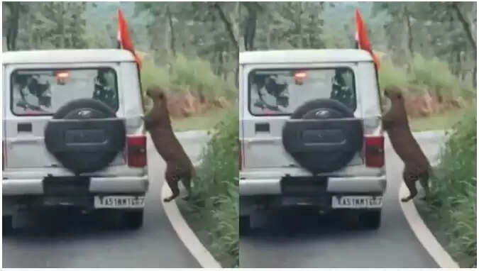 बेंगलुरु में तेंदुए के हमले का वायरल वीडियो, 13 वर्षीय बच्चा घायल
