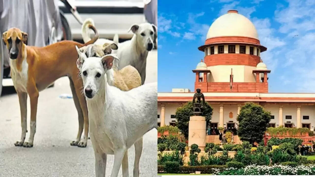 दिल्ली-एनसीआर में आवारा कुत्तों के लिए शेल्टर होम: एमसीडी की चुनौती और खर्च