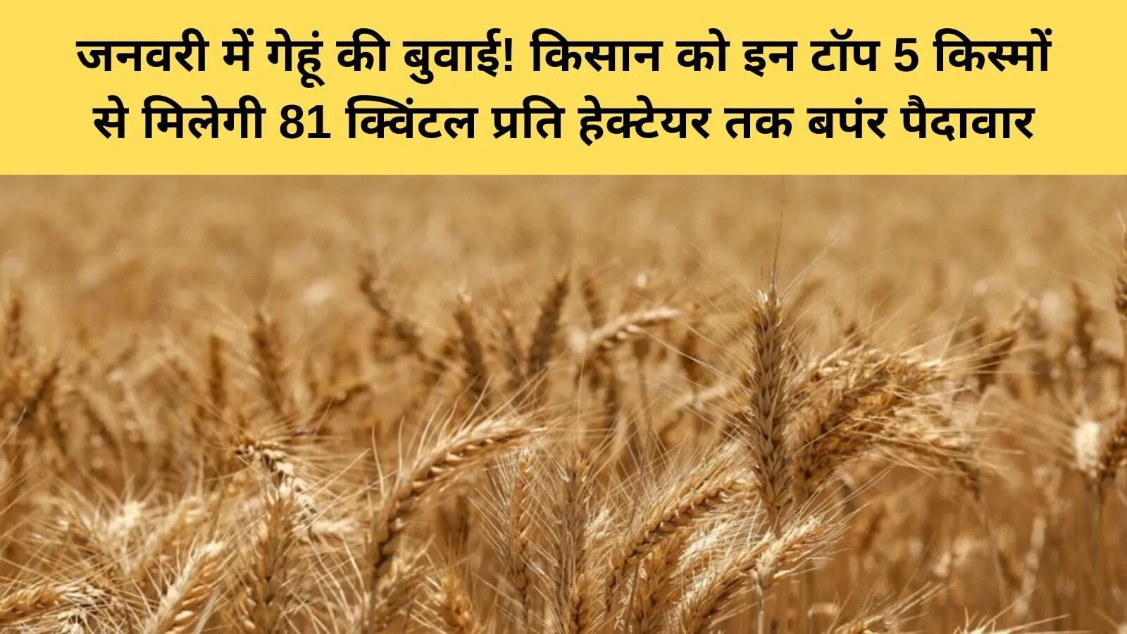 देर से गेहूं की बुवाई: ICAR की विशेष किस्मों से किसानों को मिलेगी मदद