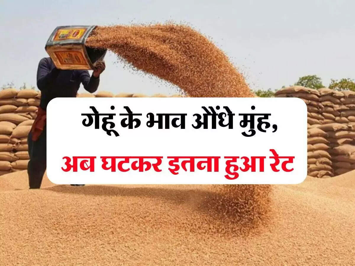 गेहूं के दामों में गिरावट: किसानों के लिए चिंता, उपभोक्ताओं के लिए राहत