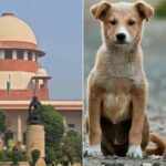 सुप्रीम कोर्ट में आवारा कुत्तों के मामले पर सुनवाई: हस्तक्षेप की आवश्यकता नहीं