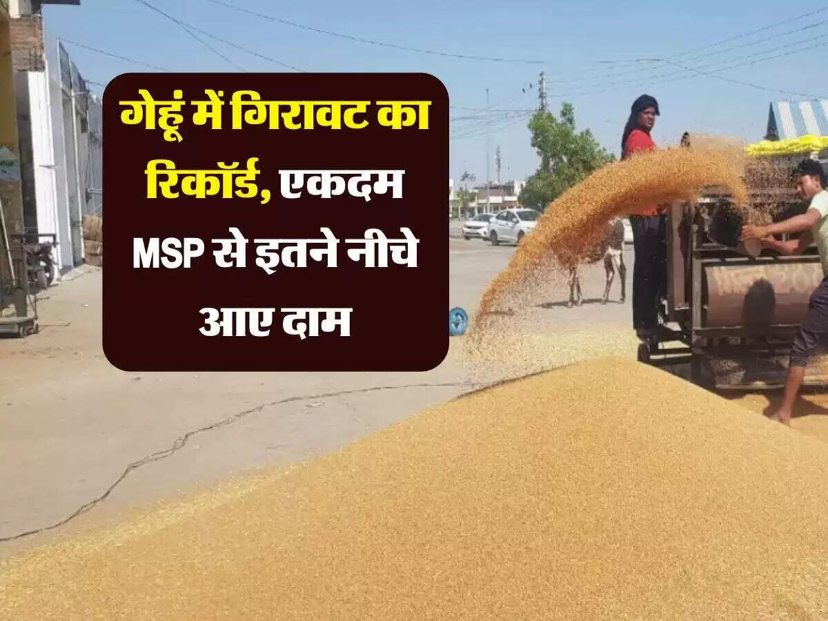 गेहूं के दामों में गिरावट: किसानों की चिंताएं बढ़ीं