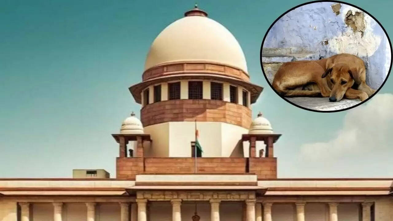 सुप्रीम कोर्ट का आदेश: आवारा कुत्तों के मामले में मुख्य सचिवों को 3 नवंबर को पेश होने का निर्देश