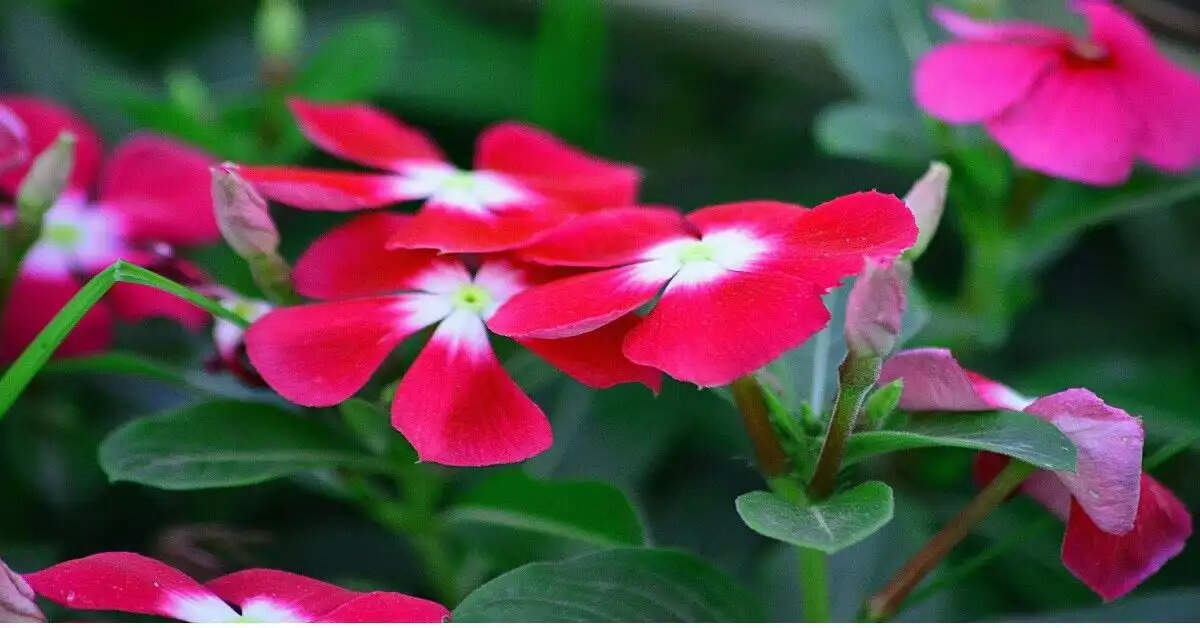 सदाबहार पौधे के अद्भुत स्वास्थ्य लाभ