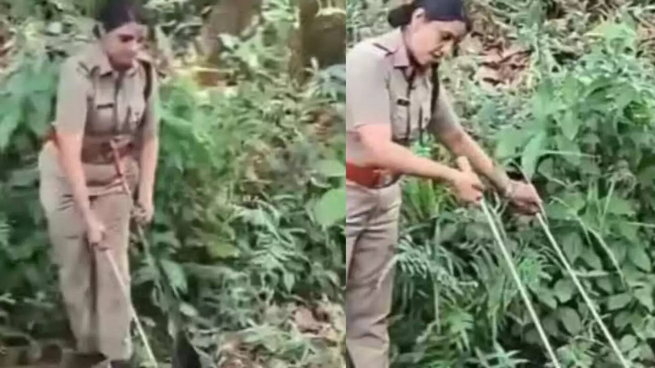 केरल की महिला वन अधिकारी ने किंग कोबरा को सुरक्षित किया, वीडियो हुआ वायरल