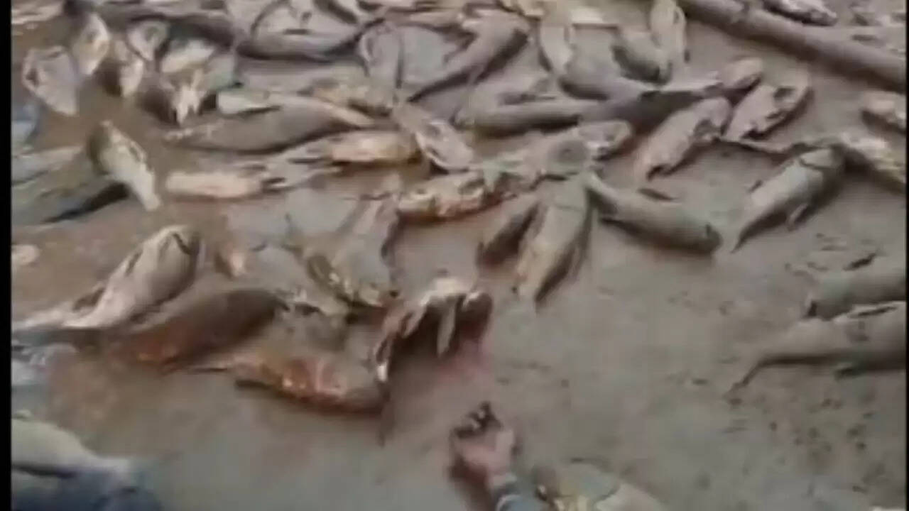 सीतामढ़ी में सड़क दुर्घटना: मानवता पर सवाल उठाने वाला वीडियो वायरल