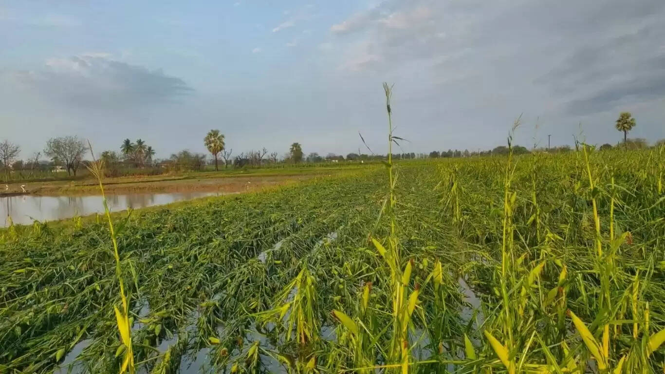 हरियाणा सरकार ने बाढ़ से प्रभावित किसानों के लिए खोला ई-क्षतिपूर्ति पोर्टल