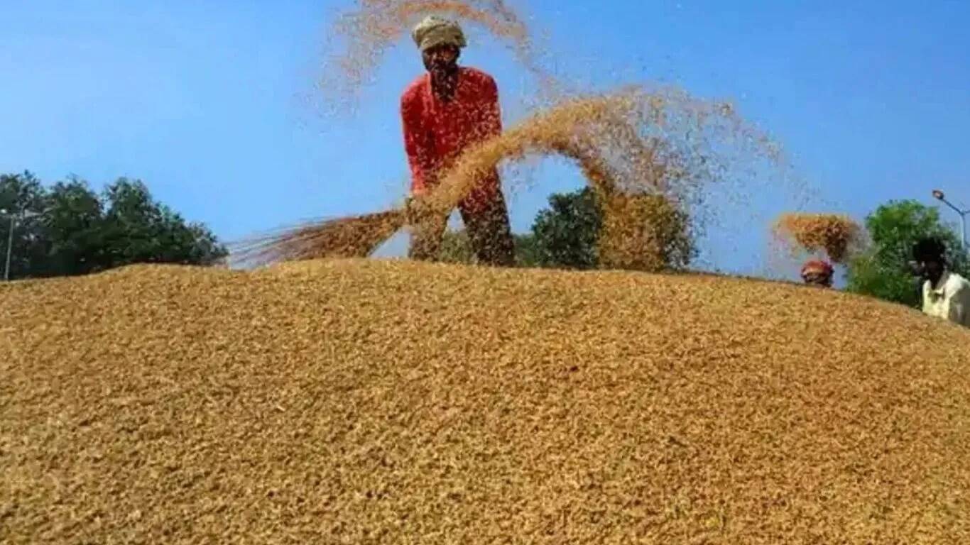 करनाल में धान खरीद की तैयारियों में तेजी, बोगस खरीद पर सख्त कदम