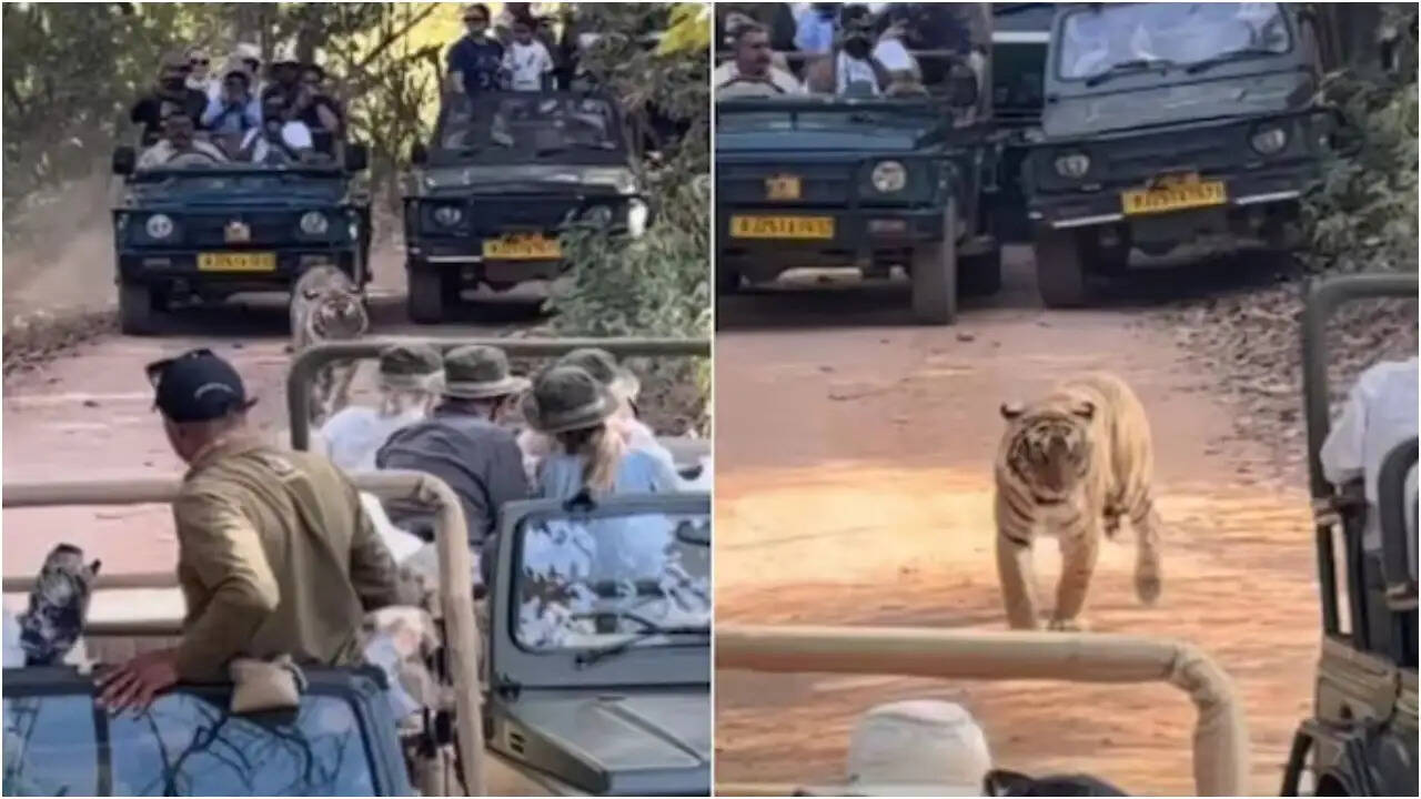 रणथंभौर में बाघ की घेराबंदी: पर्यटकों की लापरवाही पर उठे सवाल