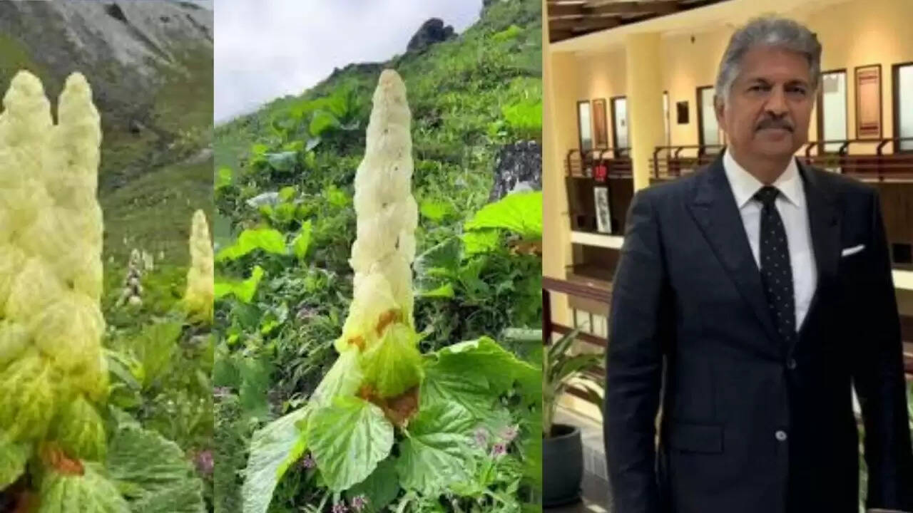 सिक्किम सुंदरी: हिमालय का अद्भुत पौधा जो धैर्य का प्रतीक है