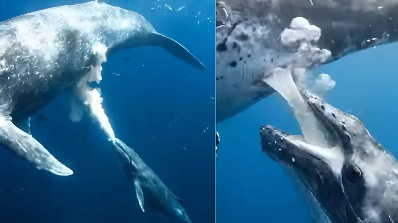 व्हेल का दूध पिलाने का अनोखा नजारा वायरल, जानें इसके बारे में