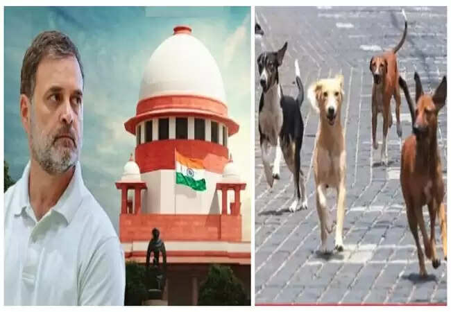 राहुल गांधी ने सुप्रीम कोर्ट के आवारा कुत्तों को हटाने के निर्देश पर जताई चिंता