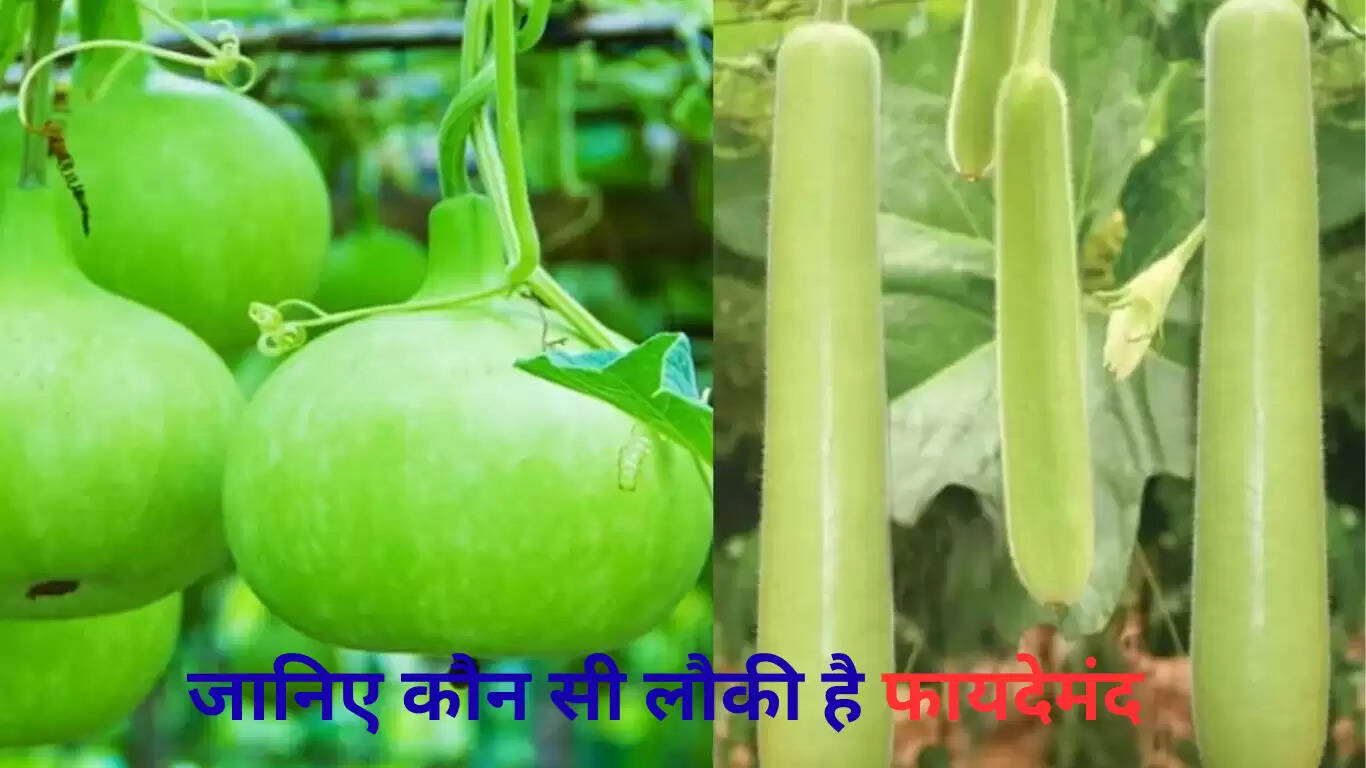 गोल और लंबी लौकी: जानें कौन सी है अधिक फायदेमंद