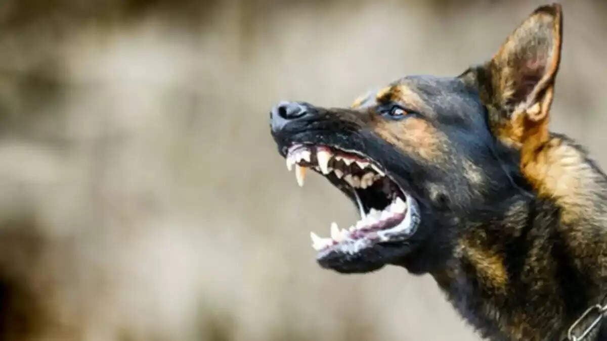 ग्रेटर नोएडा में कुत्तों के हमले से युवक की जान बची