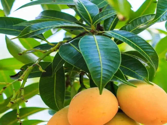 आंतरिक सफाई के लिए आयुर्वेदिक उपाय: आम के पत्ते और हरड़ के लाभ